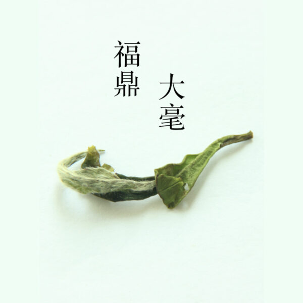 close look of Guyu white tea leaf